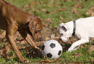 dogs-playing-soccer02